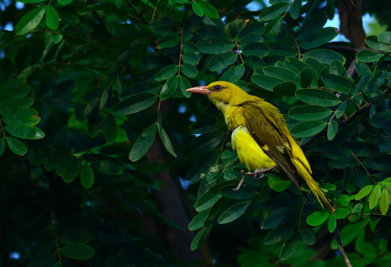 Nature Resort Agra  Exterior foto